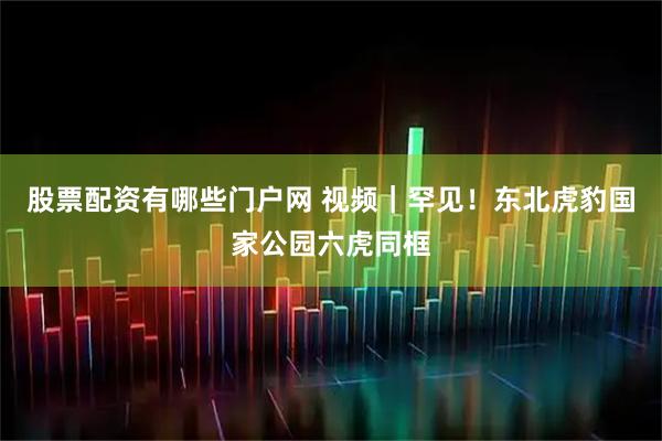 股票配资有哪些门户网 视频｜罕见！东北虎豹国家公园六虎同框
